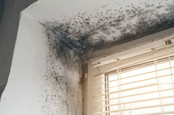 Affordable Bathroom Mold Removal solutions in Carrsville, VA